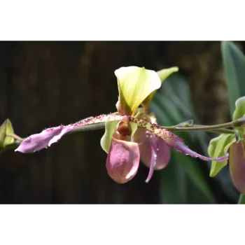 Fresh Orchid Flower